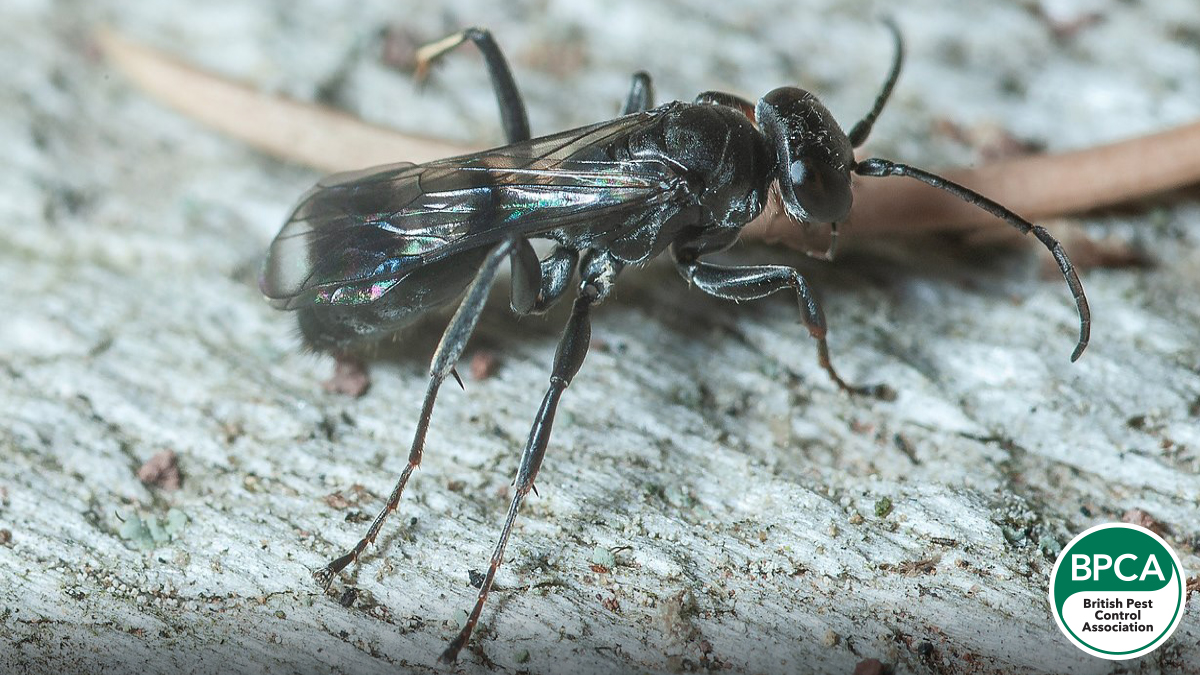 Spider wasp Pompilidae identification in the UK Spider wasp Pompilidae identification in the UK